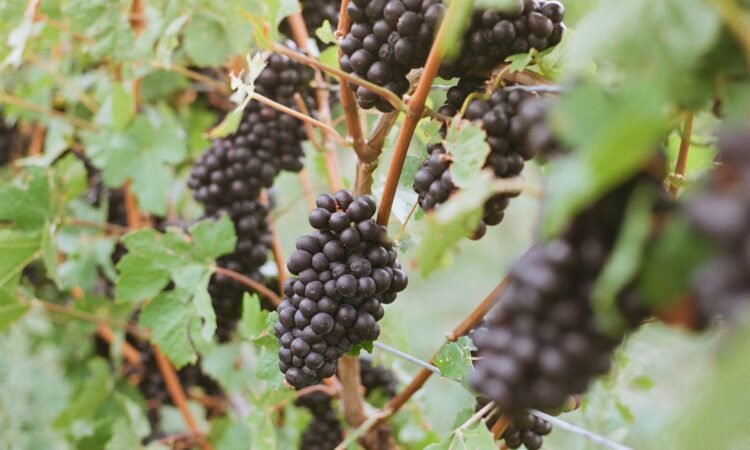 Pinot noir